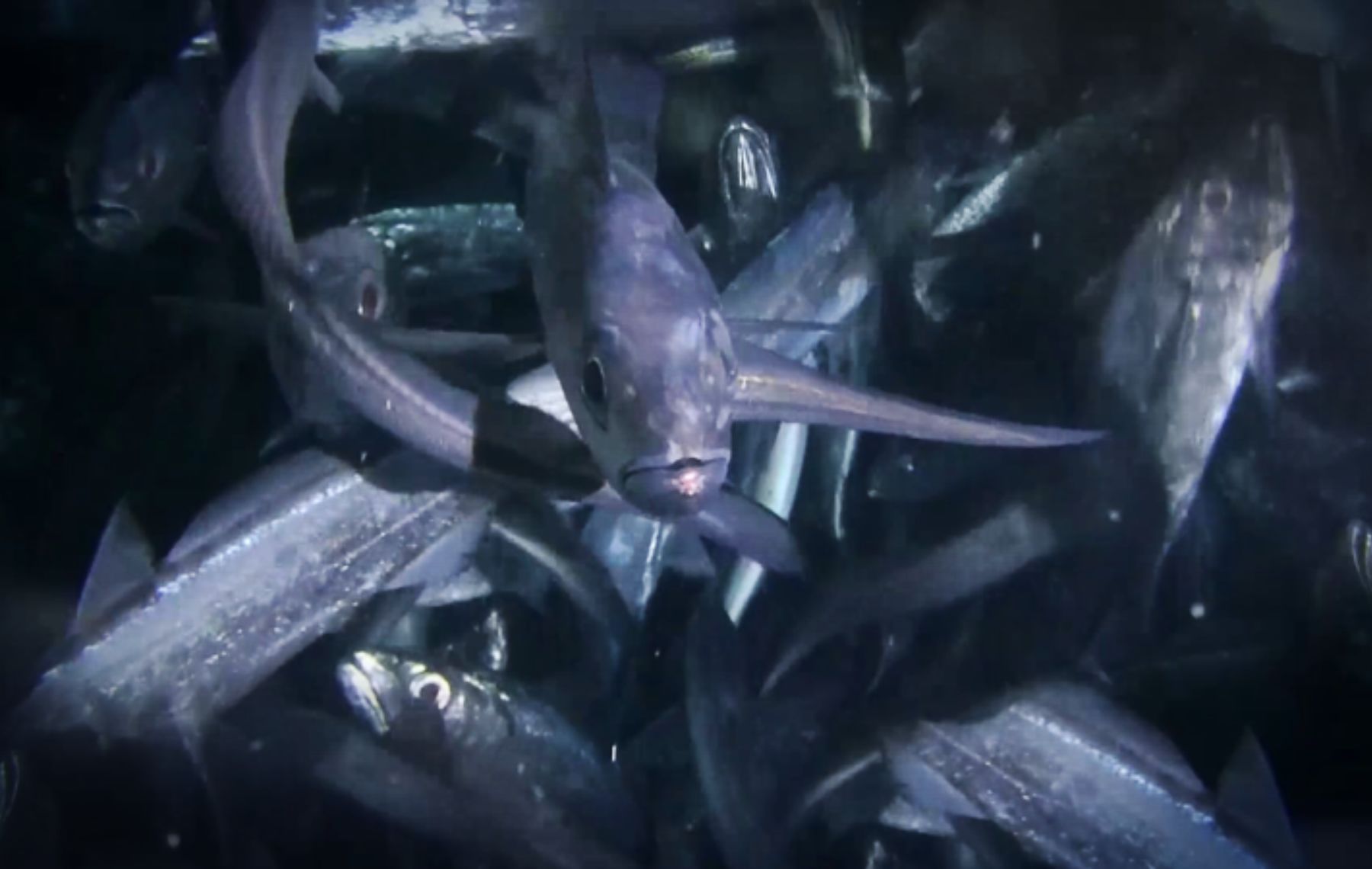 New Kiwi Fishing Technology Gets Approval For Hoki, Hake, and Ling